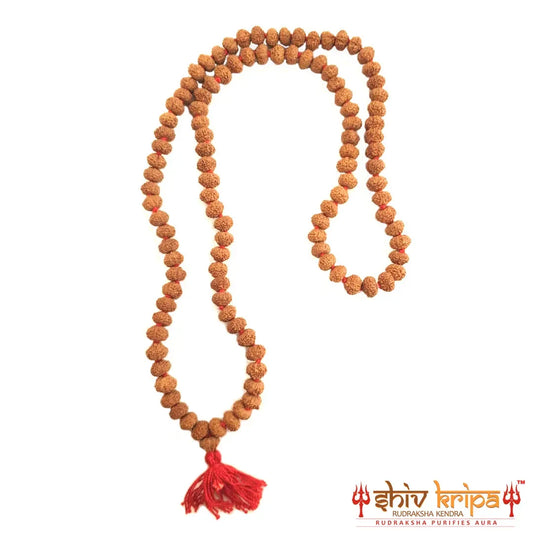 Real 10 Mukhi Rudraksha Mala with Certification