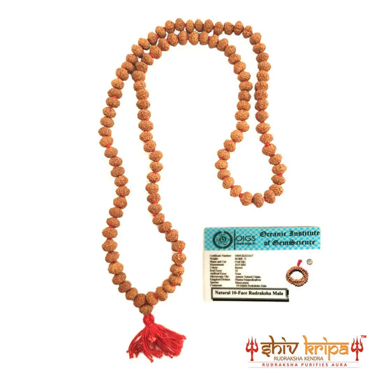 Real 10 Mukhi Rudraksha Mala with Certification