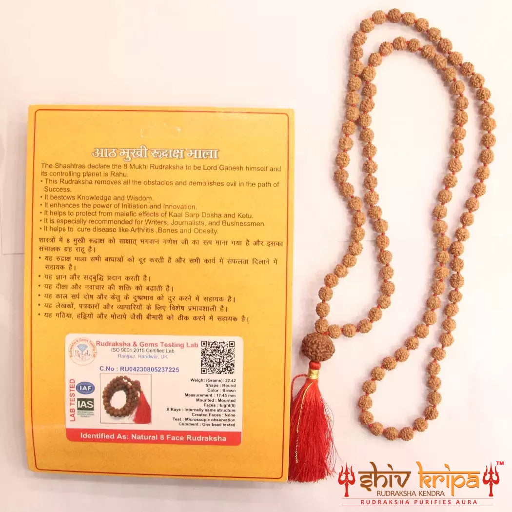 8 Mukhi Rudraksha With 5 Mukhi Rudraksha Mala