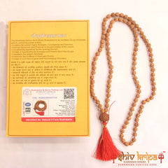 9 Mukhi Rudraksha with 5 Mukhi Rudraksha Mala