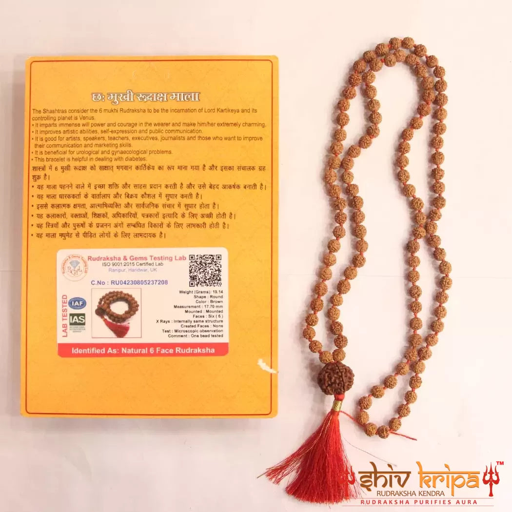 6 Mukhi Rudraksha with 5 Mukhi Rudraksha Mala