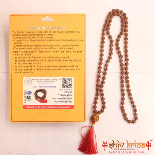 3 Mukhi Rudraksha with 5 Mukhi Rudraksha Mala