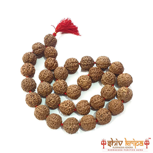 Rudraksha Kantha Mala (Amala Size/Super Big Beads) 33 Beads