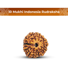 10 Mukhi Rudraksha (Indonesian)