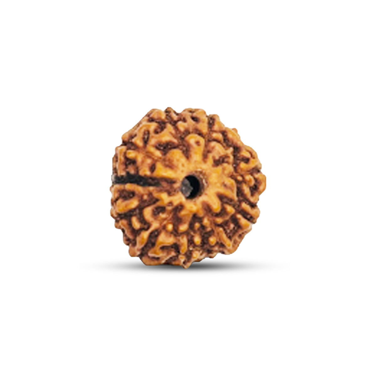 10 Mukhi Rudraksha (Indonesian)