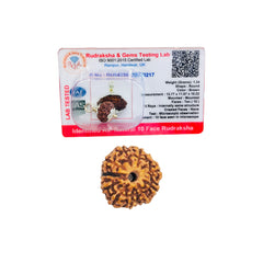 10 Mukhi Rudraksha (Indonesian)