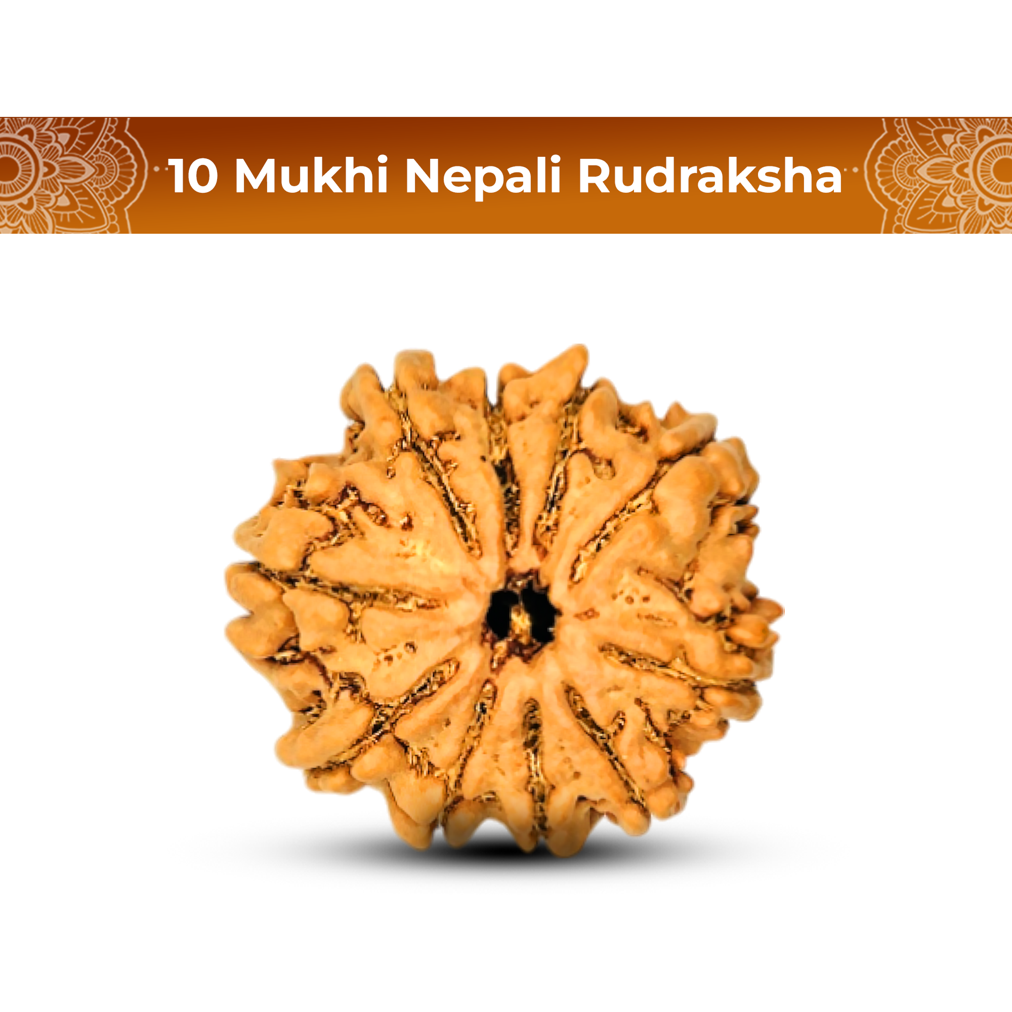 10 Mukhi Rudraksha (Nepali) - Medium