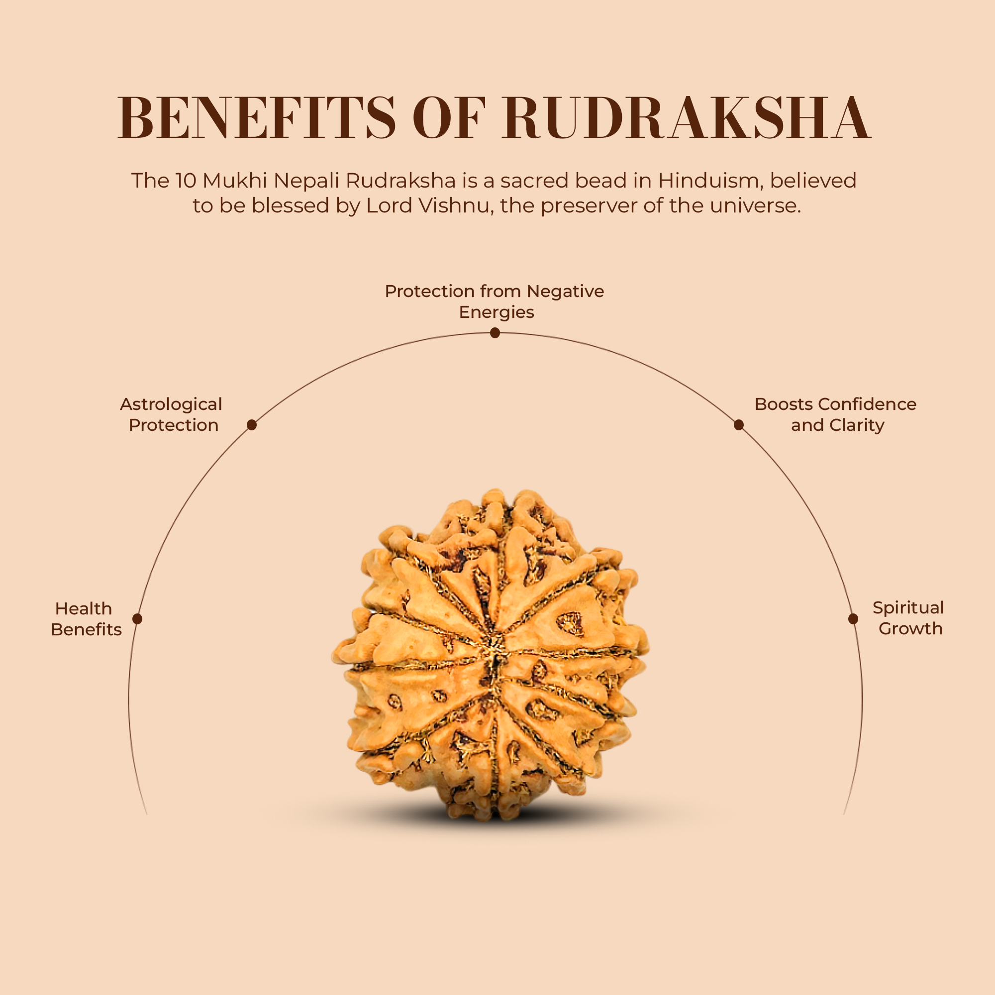 10 Mukhi Rudraksha (Nepali) - Collector