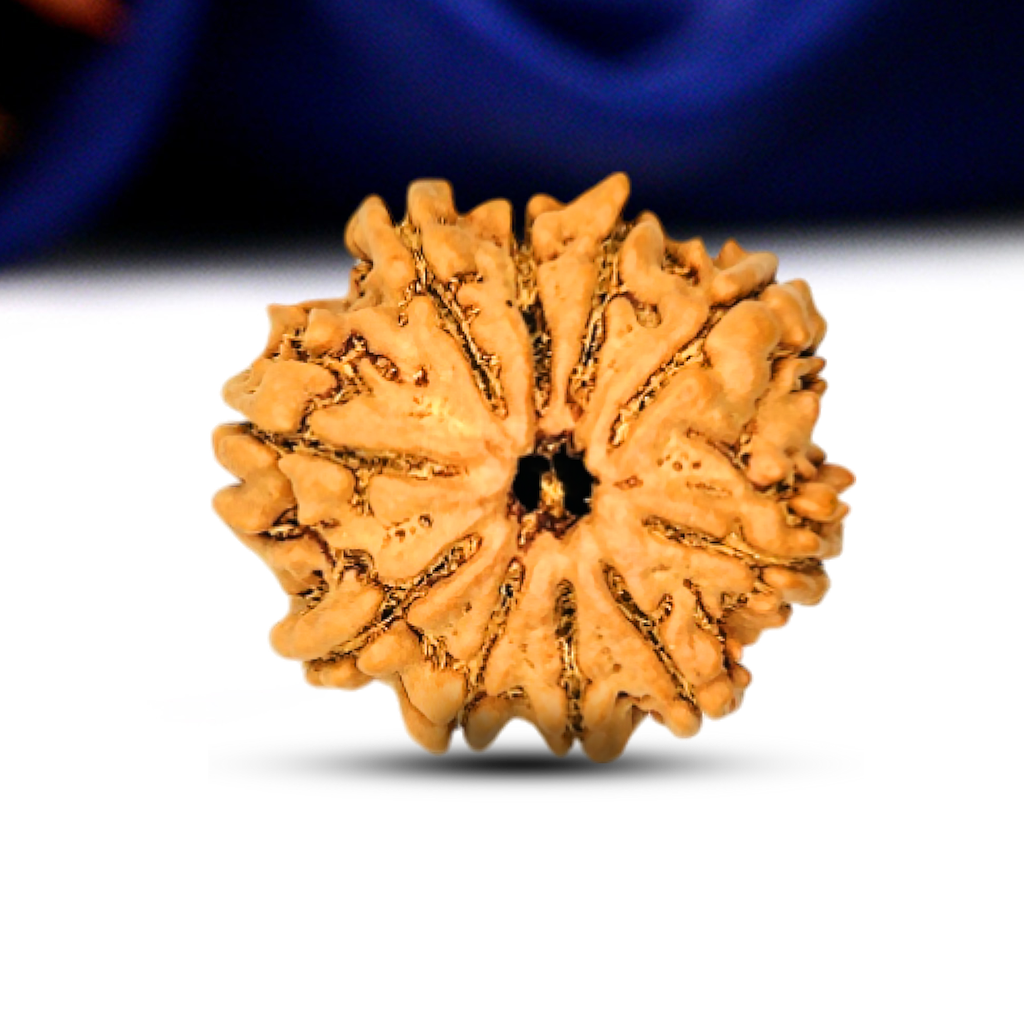 10 Mukhi Rudraksha (Nepali) - Medium