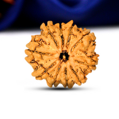 10 Mukhi Rudraksha (Nepali) - Regular