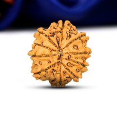 10 Mukhi Rudraksha (Nepali) - Medium