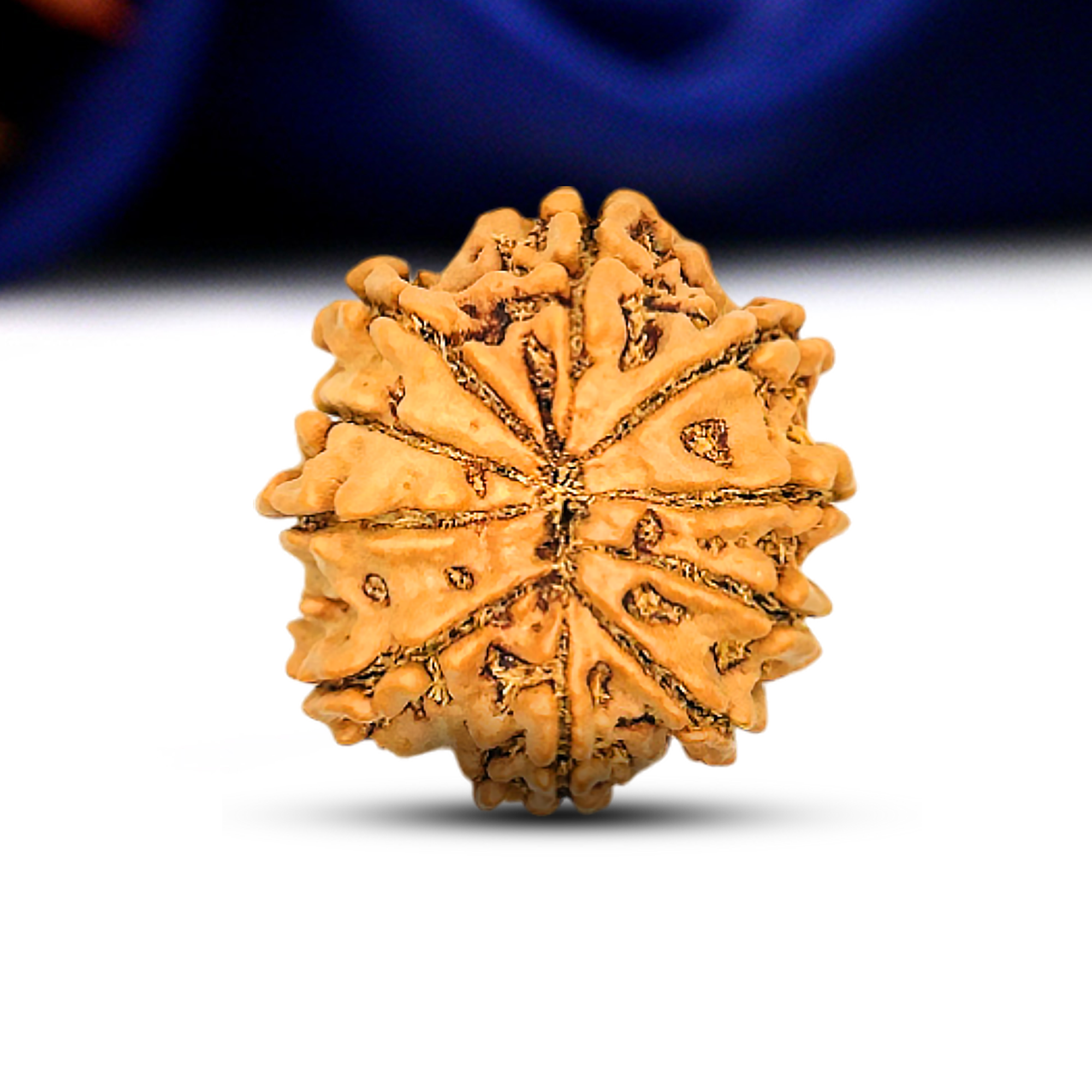 10 Mukhi Rudraksha (Nepali) - Regular