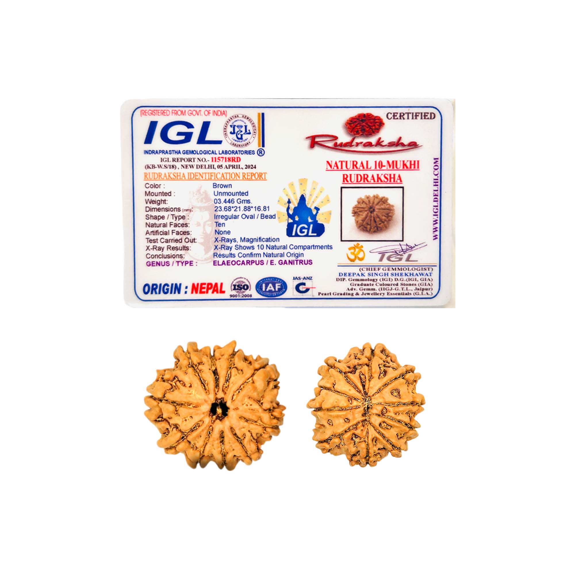 10 Mukhi Rudraksha (Nepali) - Regular