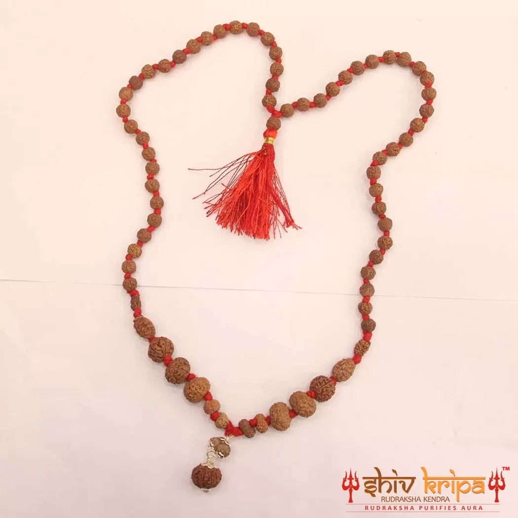 Sarv-Sidh 1 to 14 Mukhi Indonesia with Gaurishanker and Ganesh Rudraksha