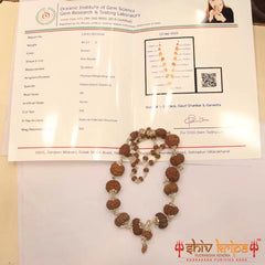 Sarv-Sidh 1 to 14 Mukhi with Gaurishanker and Ganesh Rudraksha