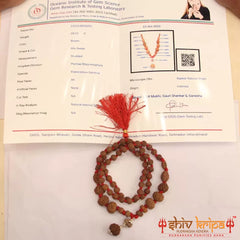 Sarv-Sidh 1 to 14 Mukhi Indonesia with Gaurishanker and Ganesh Rudraksha