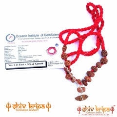 Sarv Siddha Rudraksha Mala