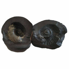 Shri Laxmi Narayan Shaligram