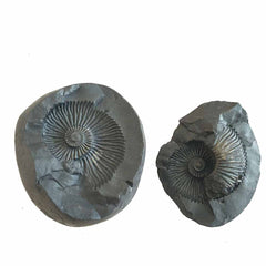 Shri Laxmi Narayan Shaligram