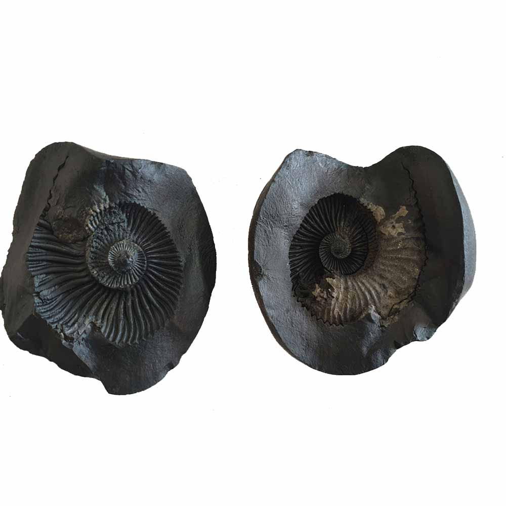 Shri Laxmi Narayan Shaligram