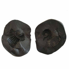 Shri Laxmi Narayan Shaligram