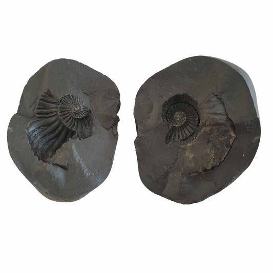 Shri Laxmi Narayan Shaligram