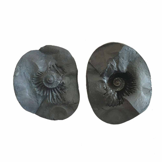 Shri Laxmi Narayan Shaligram