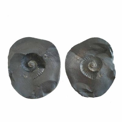 Shri Laxmi Narayan Shaligram