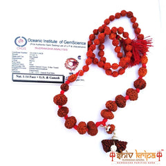 Rudraksha Sarv Siddha Mala